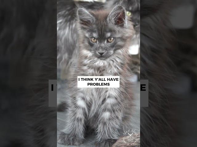  I don't have anger problems | Cute Maine Coon Cat