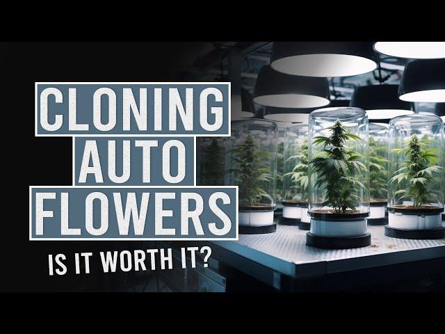 Can you Clone Auto-Flowers & Is it worth it?