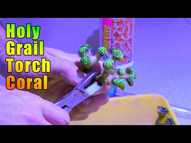 Fragging & Dipping my *Holy Grail* Torch Coral