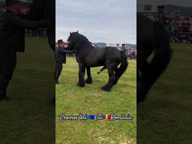 @PromovariCaiRomania #cai #horse #cal #stallion #alexandradelahidalgo #horseshow #horselover