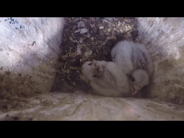 American Kestrel Nest Box Monitoring in the Sax-Zim Bog