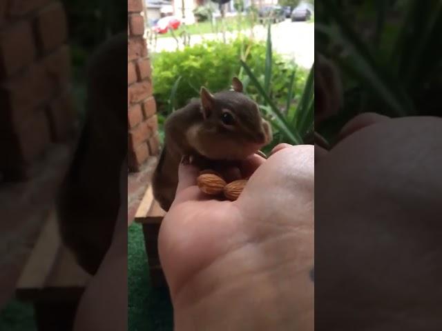 re-sharing a cute slow motion video of this chipmunk almost falling!  notice how he doesn't blink?!