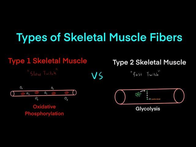 Type 1 “Slow Twitch” Muscle Fibers vs Type 2 “Fast Twitch” Muscle Fibers MCAT Biology & Biochemistry