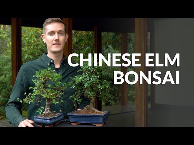 Chinese Elm Bonsai care (Ulmus)