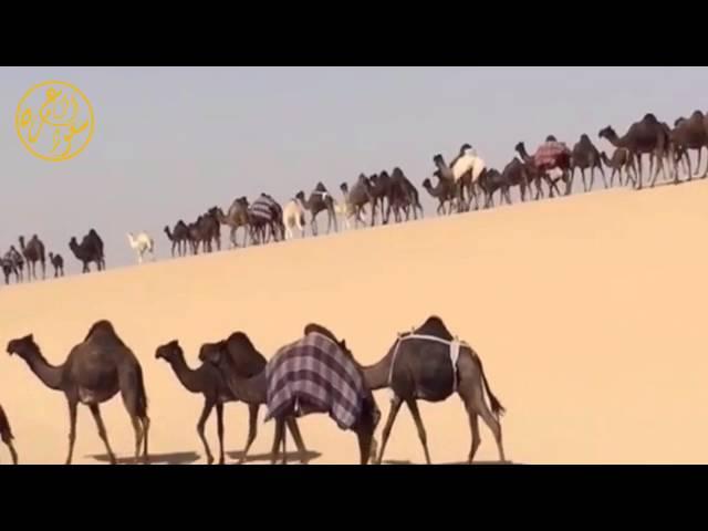 قصيده الشاعر عبدالهادي بن سهل رحمه الله، اداء عبدالرحمن النجم