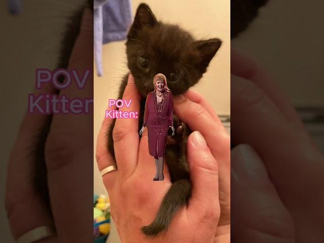 We found a Black Cat Kitten for Halloween Surprise Surprise But NOW- - -