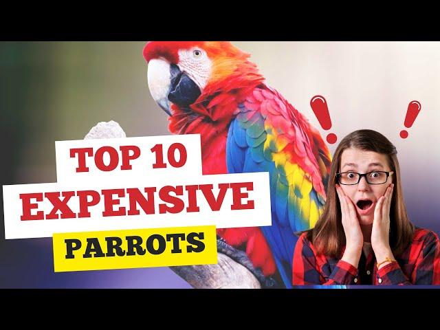 10 Most Expensive Parrots | Expensive Birds #youtube #parrot #viral #pets #petopia-og