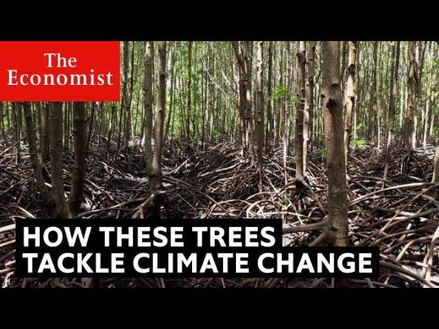 Mangroves: how they help the ocean