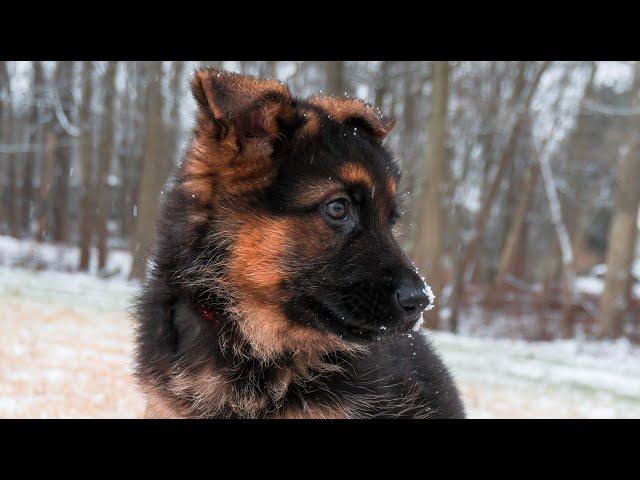 German Shepherd Puppy First Week Home