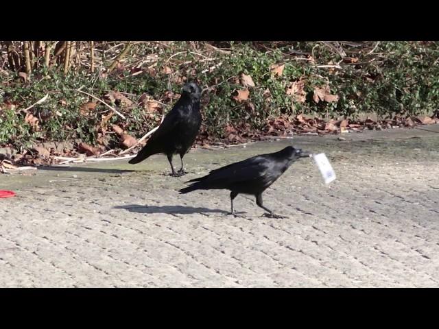 DER RABE MIT DEM JOGHURTBECHER! Unglaublich clever der Vogel! intelligent crow opens plastic