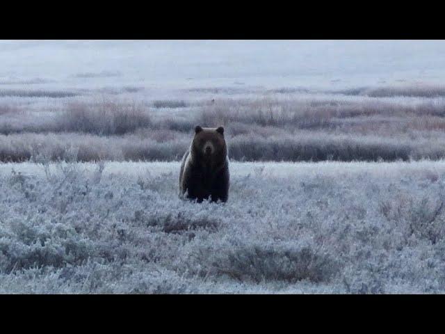 Real life grizzly encounter caught on video. Yellowstone National Park