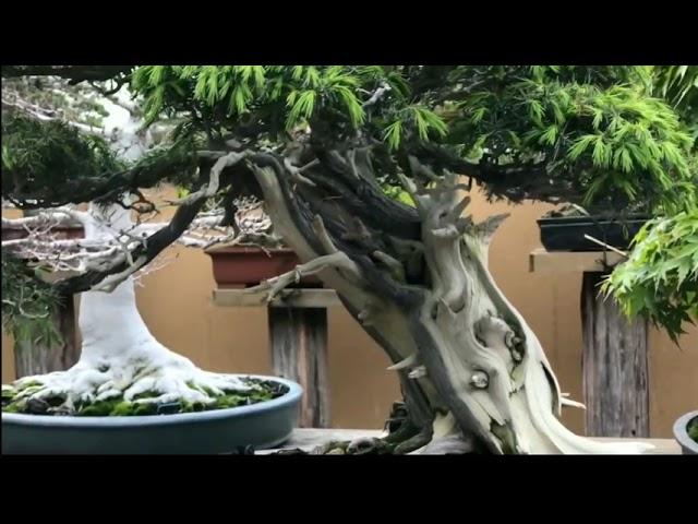 YUK INTIP INDAHNYA KOLEKSI BONSAI JEPANG MASTER KUNIO KOBAYASHI‼️