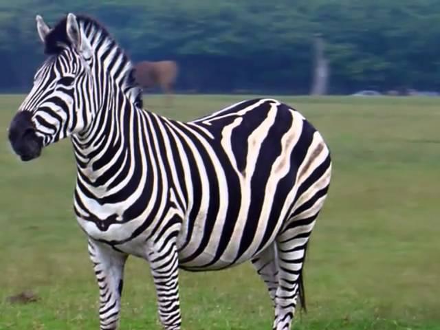 pictures of zebra