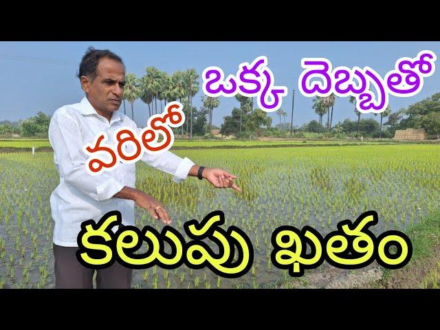 వరిలో ఒక్క దెబ్బతో కలుపు ఖతం|successful     herbicides in paddy|by karshaka nestham