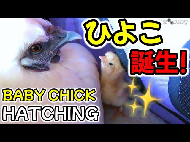 Baby Chick Hatching | Newly Hatched Silky Chicken