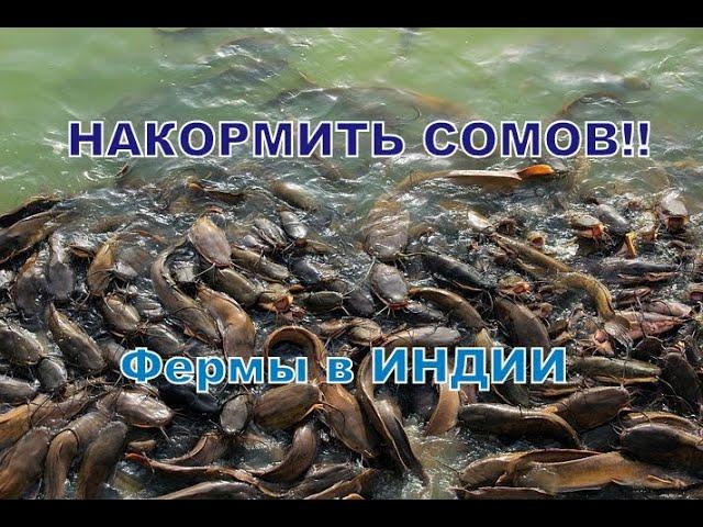 Накорми миллион РЫБ!! Фермы в ИНДИИ. Неси мешки!