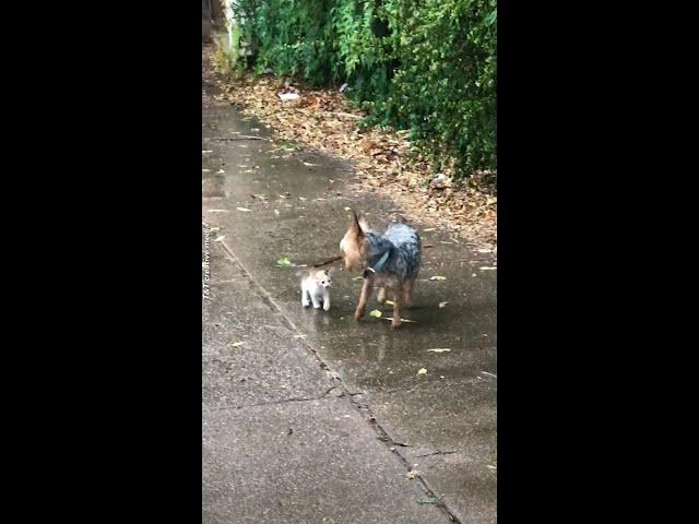 Dog Rescues Homeless Kitten