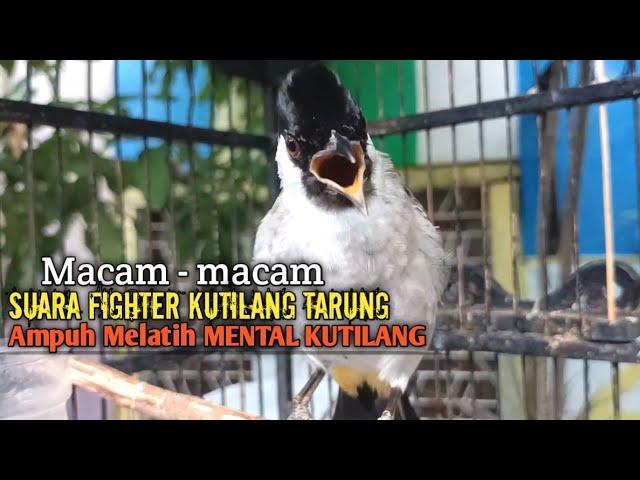 Suara Burung Kutilang Gacor ASLI Tanpa isian, Ampuh untuk Pikat Kutilang bikin kutilang Ribut gacor