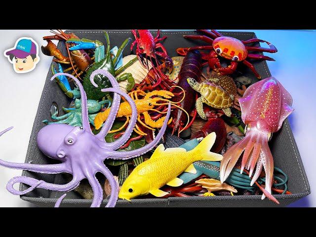 Sea Animals - Squid, Octopus, Fish, Shellfish, Cephalopods, Crustaceans, Turtles, Rays 13+