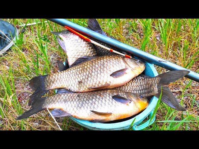 I GOT A BUCKET IN AN HOUR!!! LARGE YELLOW CARP fishing on a float