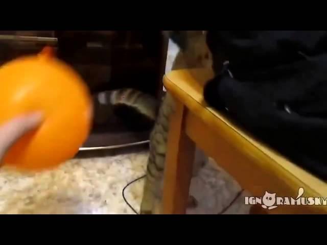 Кот шарик и электростатика