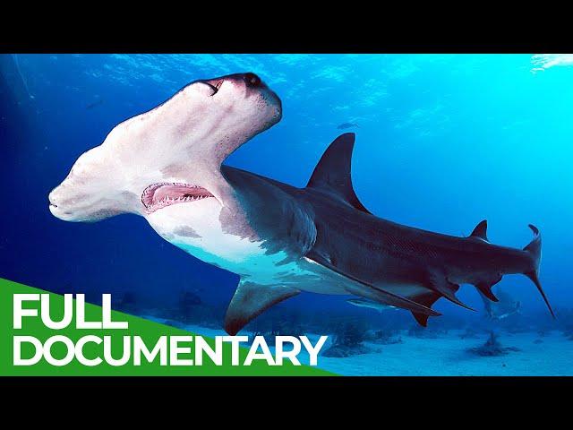 Wildlife - Just Sharks | Free Documentary Nature