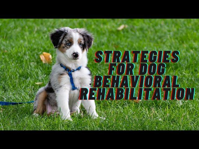 Strategies for Dog Behavioral Rehabilitation