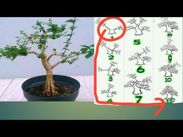 TAHAPAN MEMBUAT BONSAI SANCANG DARI NOL