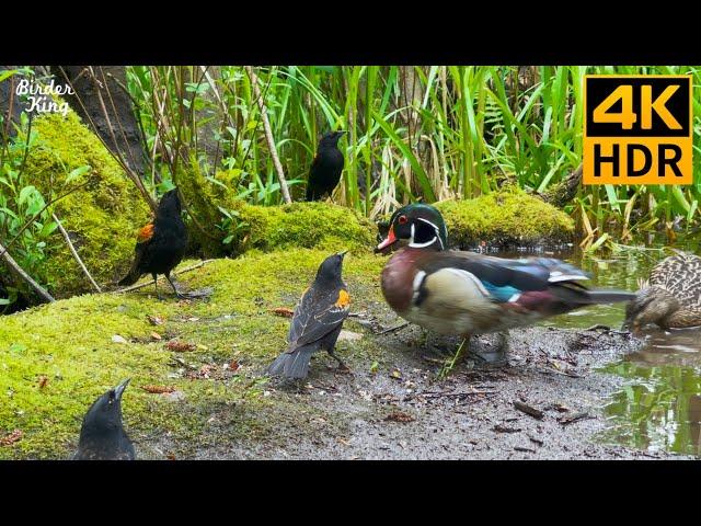 Cat TV for Cats to Watch  Summer birds and ducks by the lake  Cute squirrels  8 Hours(4K HDR)