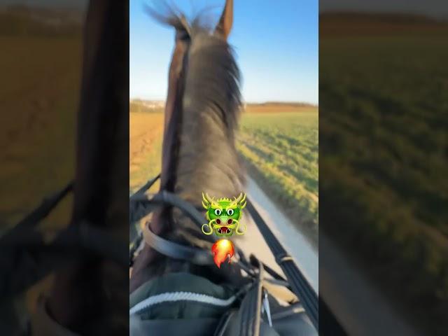 Riding out with Dori is not for the faint of heart #ridingout #rodeo #horse #horse