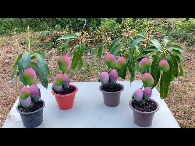 How to propagate mango tree from cutting-crafting idea mango tree grow fast success 100%