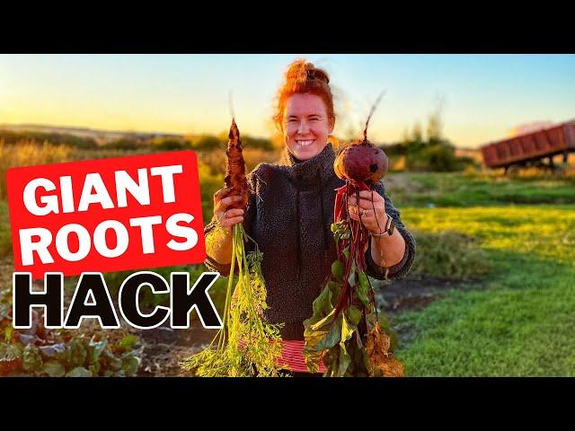 How To Grow Giant Root Vegetables. My Secret Is Mounding The Soil!