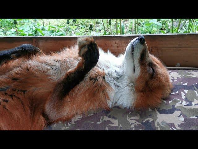 Лис Альф делает милые звуки - Alf the Fox makes cute noises