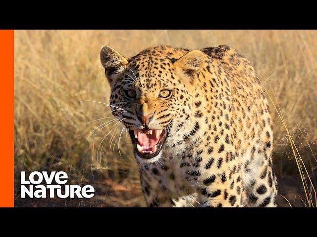 Young Leopard Invades Territory of Old Leopard | Predator Perspective