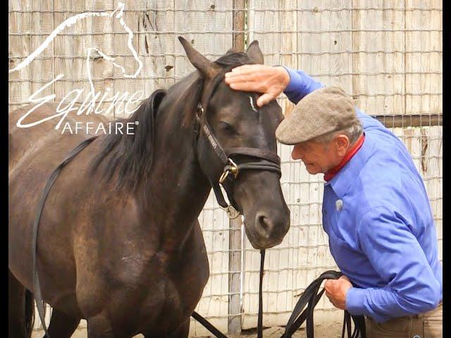 Equine Affaire Educational Program - Monty Roberts performs Join-Up with a Wild Horse