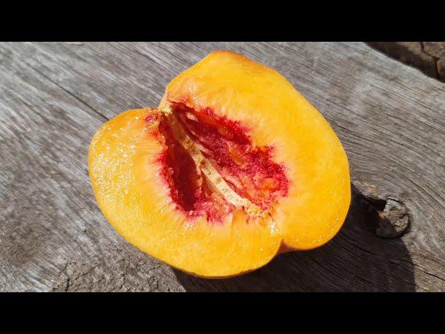 Самый вкусный персик осени сезона 2020 - персик сорта Крестхейвен (Cresthaven)
