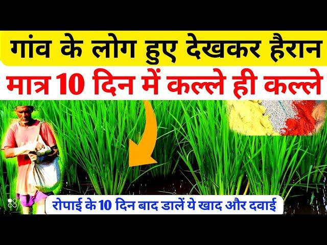 धान के कल्ले कैसे बढ़ाएं | dhaan ki growth kaise karen | dhan me kalle kaise badhaye