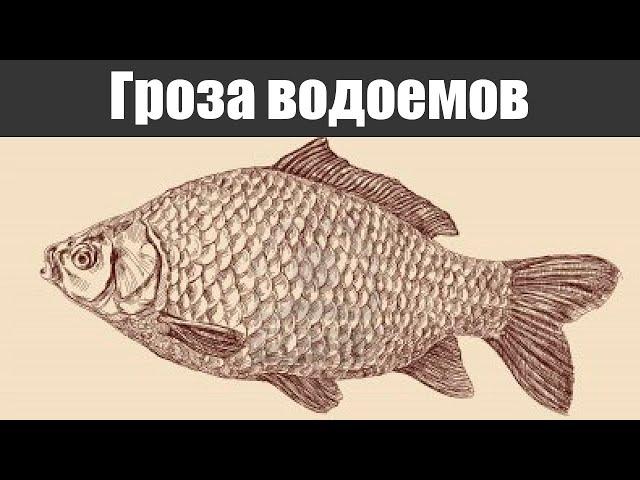 Новый хищник водоемов! Который стал вытеснять даже вездесущего ротана!