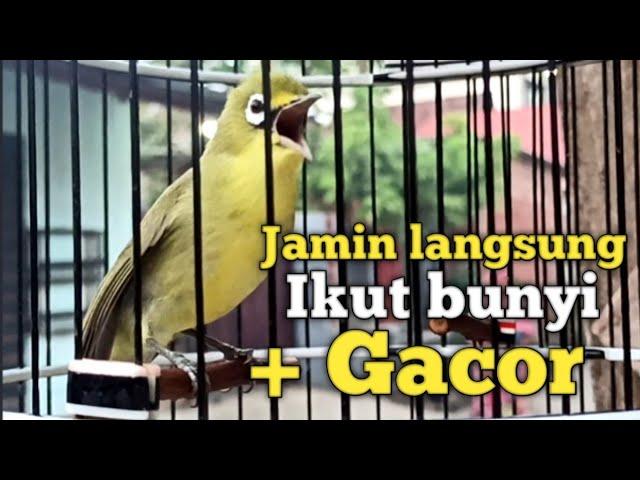 SUARA CIAK CIAK JOSS KECIAL KUNING GACOR | DI JAMIN YANG MENDENGAR IKUT BUNYI GACOR NGEJOS