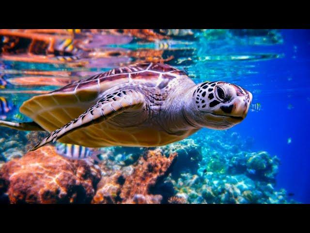 Deeply Relaxing Underwater Sounds  12 Hours | Deep Ocean Sounds - Sleep, Relax, Study, Meditation