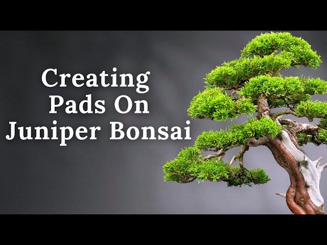 How To Create A Juniper Bonsai Pad