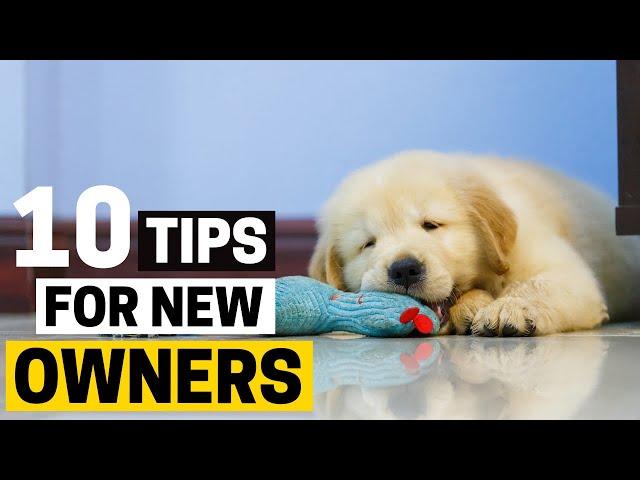 10 Important Tips for New Golden Retriever Owners