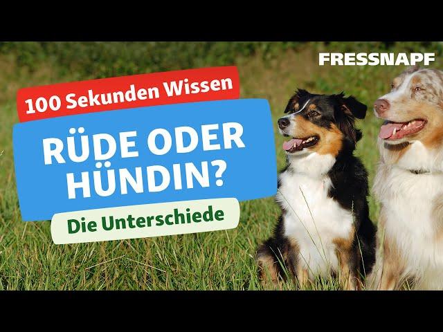 Rüde oder Hündin? Wie sich die Geschlechter bei Hunden unterscheiden