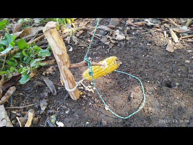 Armadilha de laço para pegar animais - Sobrevivência na selva