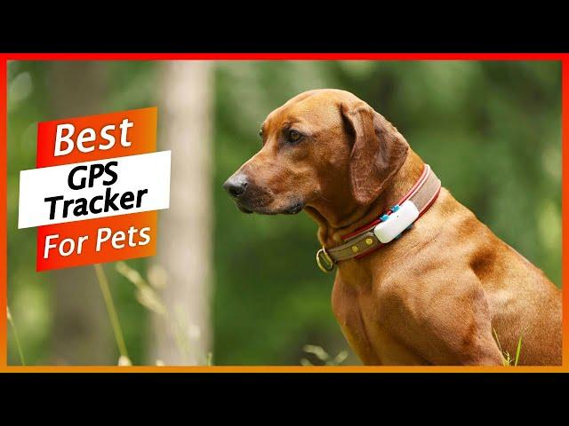 5 Best GPS Pet Tracker 2024 - GPS Tracker for Dogs & Cats