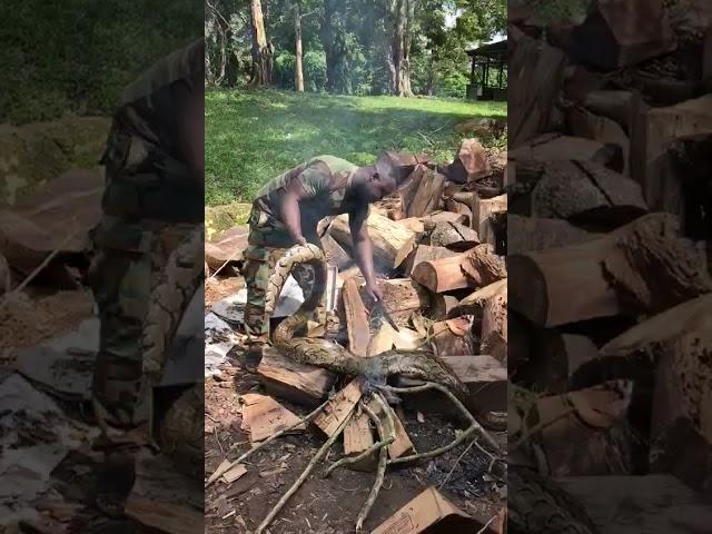 Python meat preparation by soldiers