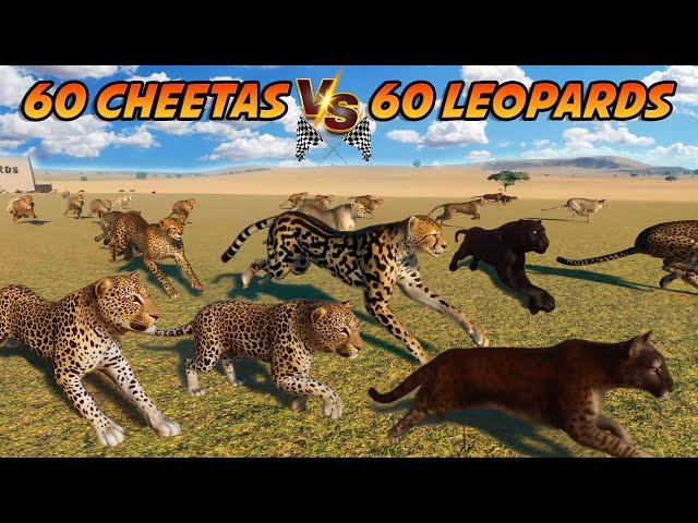 60 Cheetas VS 60 Leopards Animals Race in Planet Zoo included African Cheetah & African Leopard