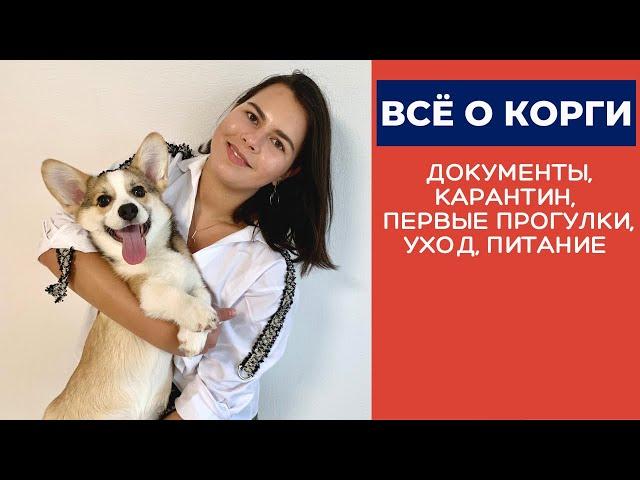 ВСЁ О КОРГИ: Особенности ухода, Документы, Карантин, Первые прогулки, Распорядок дня, Питание | Ч.1