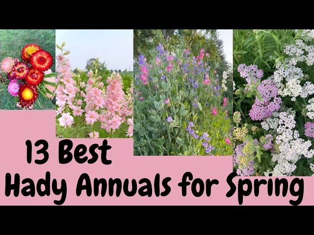 13 Best Hardy Annuals For Spring Cut Flowers| Gardening