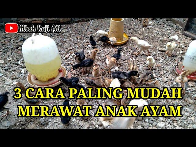 Tiga cara merawat anak ayam paling mudah